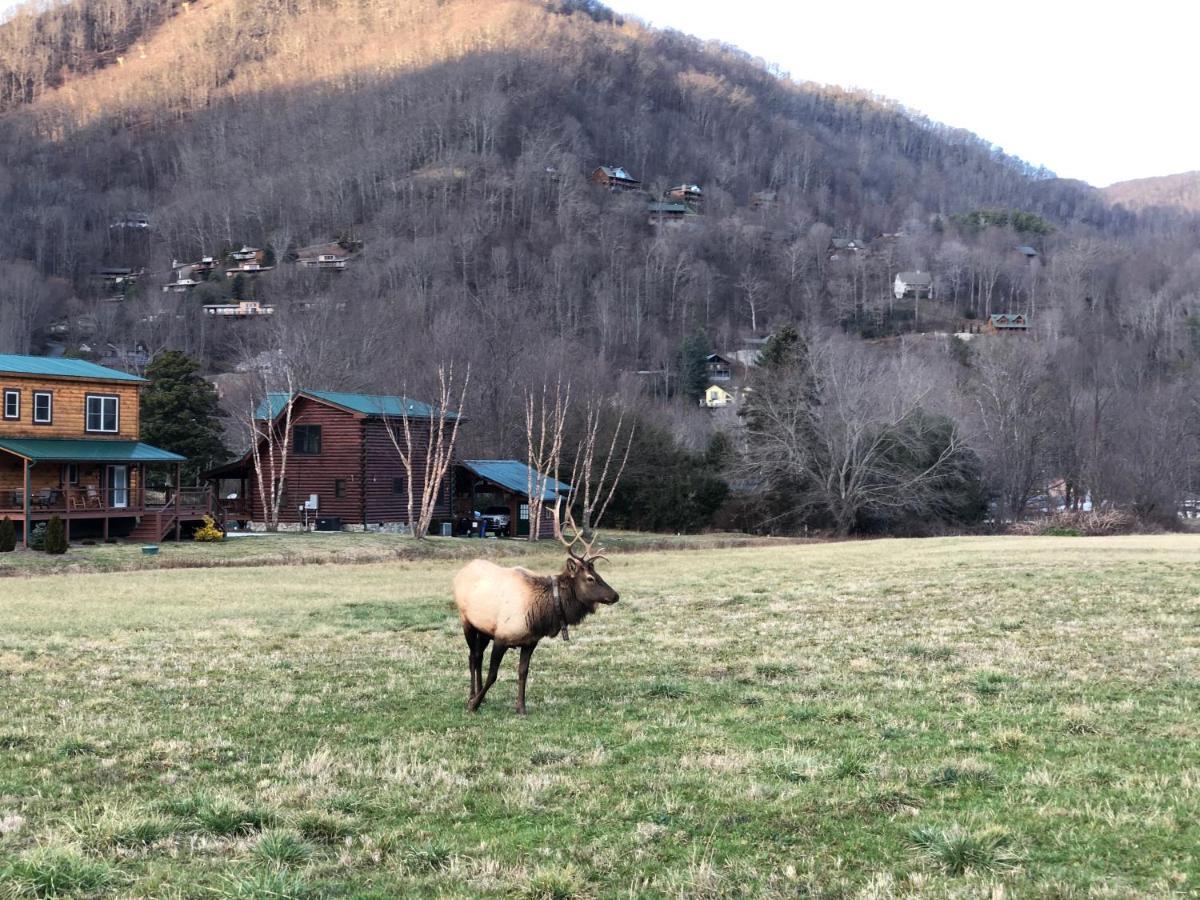 The Red Fox Cabin Villa Maggie Valley Dış mekan fotoğraf